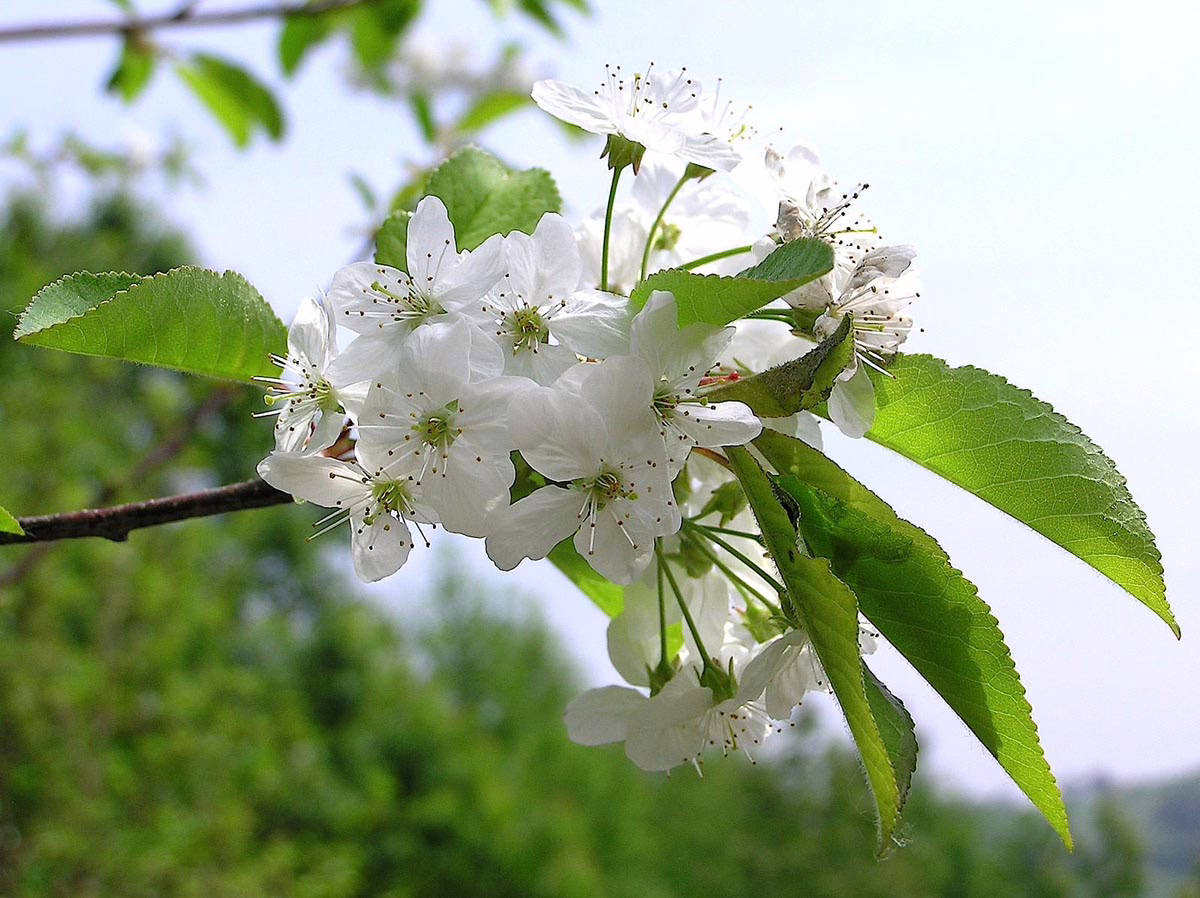 Prunus serrula (Paperbark Cherry) flowers.