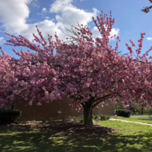 Prunus serrulata ‘Kanzan’ (Japanese Cherry) flowering in park