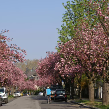 Street lined with blooming cherry blossom trees in full pink bloom, cars parked along the curb, and a cyclist riding down the road under a clear blue sky.