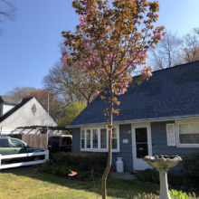 Prunus serrulata ‘Kanzan’ (Japanese Cherry) newly planted at house