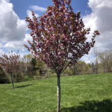 Prunus serrulata ‘Kanzan’ (Japanese Cherry) newly planted