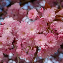 Prunus serrulata ‘Kanzan’ (Japanese Cherry) flowers