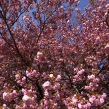 Prunus serrulata ‘Kanzan’ (Japanese Cherry) flowering branches