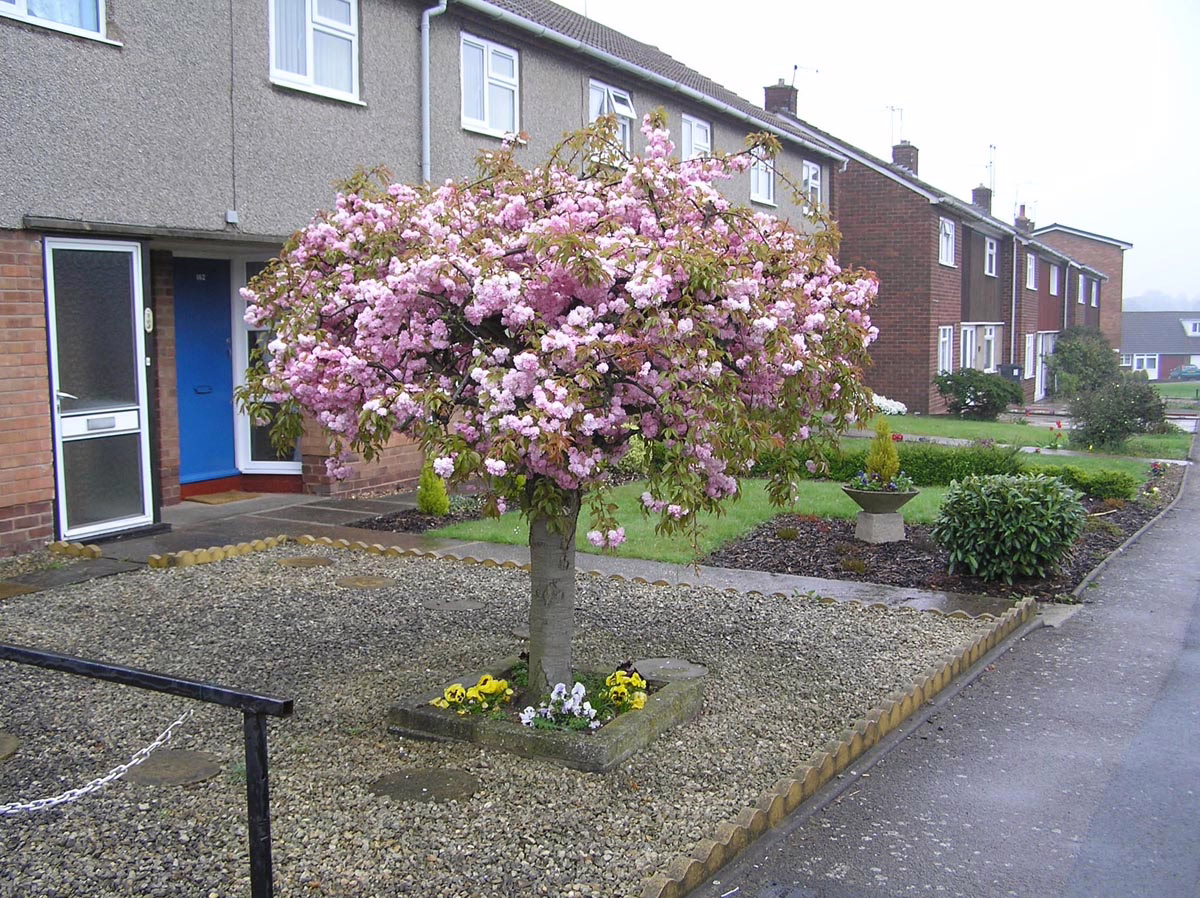 Prunus serrulata 'Kiku-shidare-zakura' (Japanese Cherry) trimmed.
