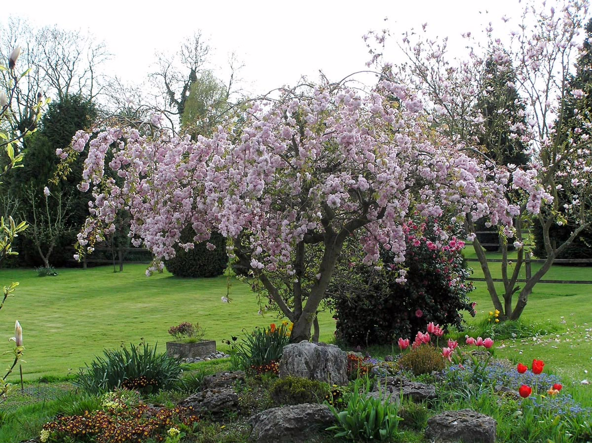 Lush garden scene featuring a weeping cherry tree in full bloom with delicate pink blossoms cascading down. Green lawn, rock garden with tulips, and flowering shrubs create a serene landscape.