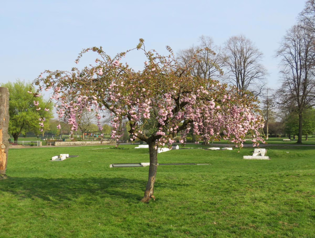Prunus serrulata 'Kiku-shidare-zakura' (Japanese Cherry)