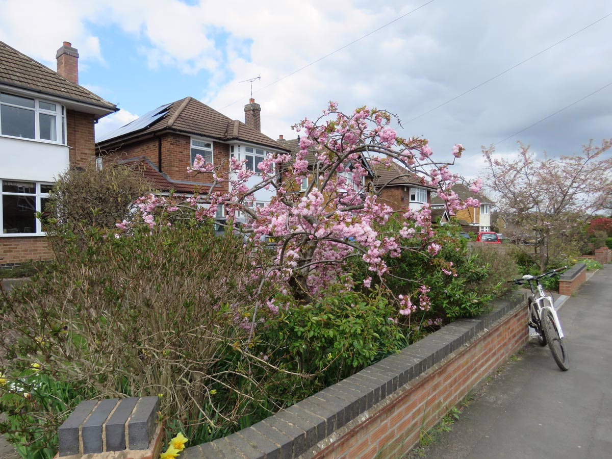 Prunus serrulata 'Kiku-shidare-zakura' (Japanese Cherry) flowering near a road.