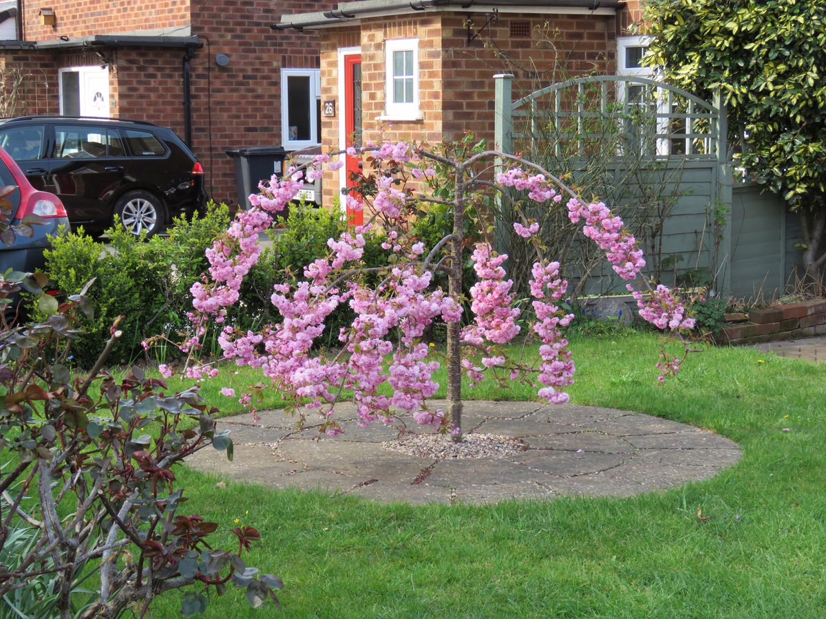 Prunus serrulata 'Kiku-shidare-zakura' (Japanese Cherry) small tree.