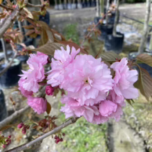 Prunus serrulata 'Pink Perfection' (Japanese Cherry) flowers.