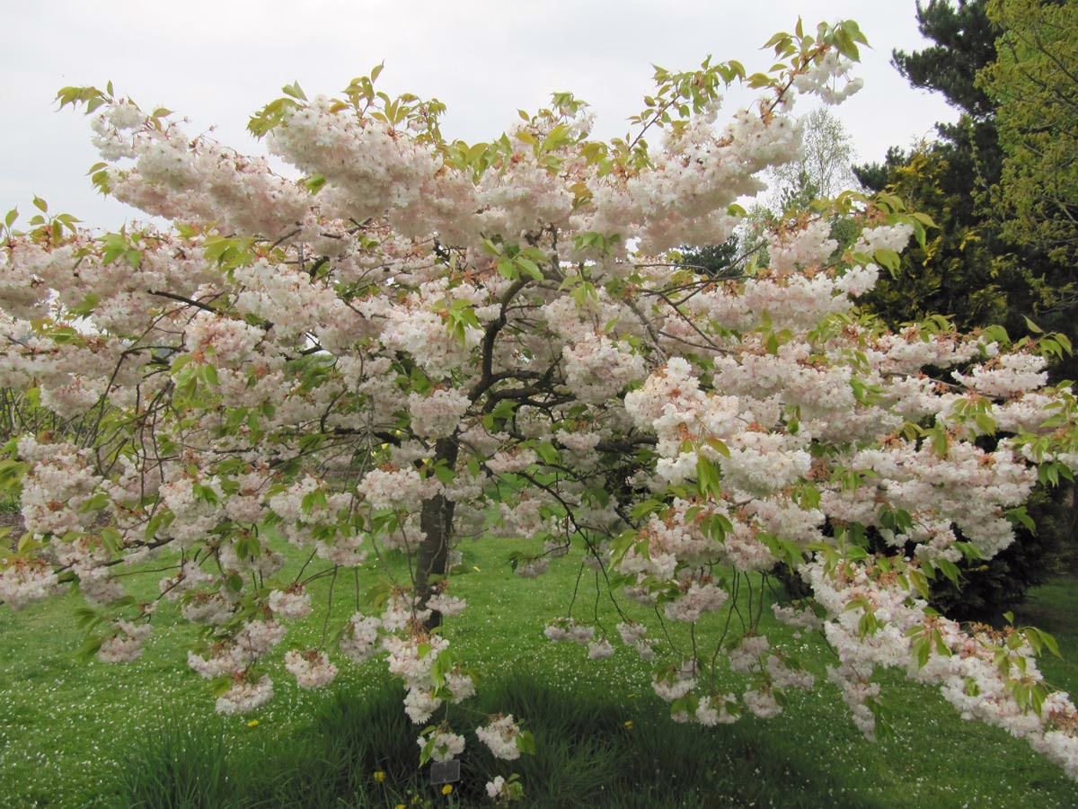 Prunus serrulata 'Shimidsu-sakura' (Japanese Cherry) flowering.