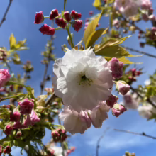 Prunus serrulata 'Shimidsu-sakura' (Japanese Cherry) flower and buds.