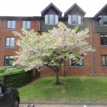 Prunus serrulata 'Shimidsu-sakura' (Japanese Cherry) flowering near an apartment building.