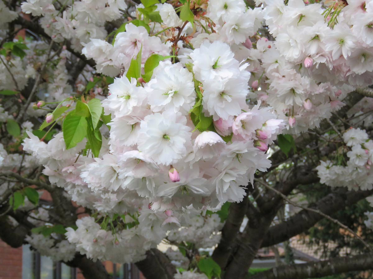 Prunus serrulata 'Shimidsu-sakura' (Japanese Cherry) clusters of blossoms.