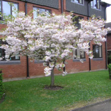 Prunus serrulata 'Shimidsu-sakura' (Japanese Cherry) flowering near apartments.