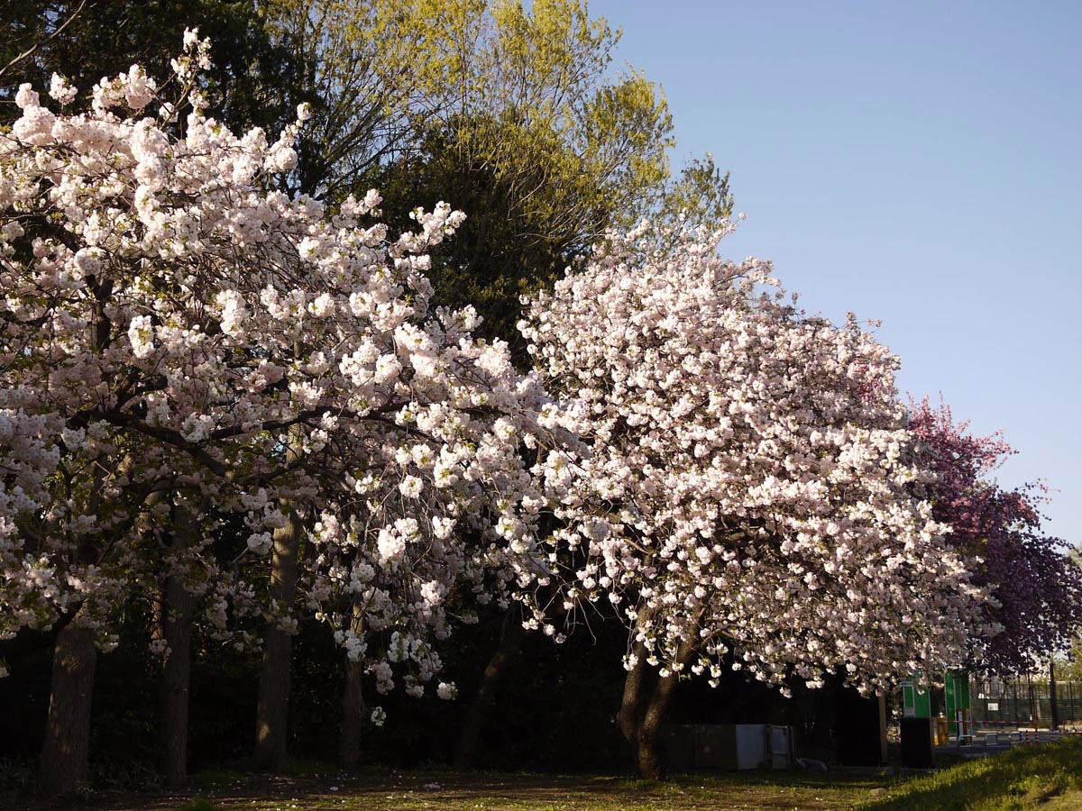 Prunus serrulata 'Shimidsu-sakura' (Japanese Cherry) flowering (two trees).