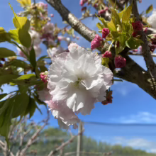 Prunus serrulata 'Shimidsu-sakura' (Japanese Cherry) single flower.