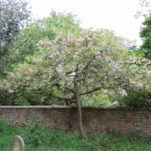 Prunus serrulata 'Shimidsu-sakura' (Japanese Cherry) floewring in corner garden.