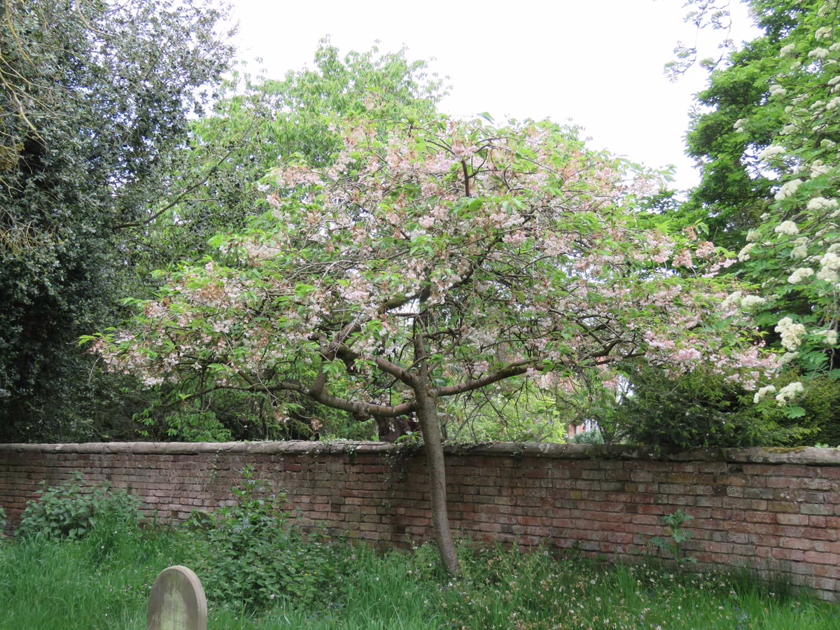 Prunus serrulata 'Shimidsu-sakura' (Japanese Cherry) floewring in corner garden.