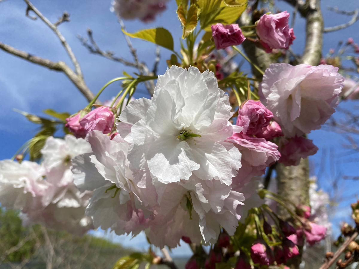 Prunus serrulata 'Shimidsu-sakura' (Japanese Cherry) close up of white flower.