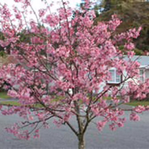Prunus x incam ‘Jim’s Delight’ (Okamé Cherry) flowering tree.