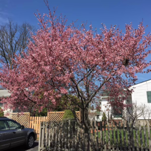 Prunus x incam 'Okame' (Okame Cherry) flowering in home garden.