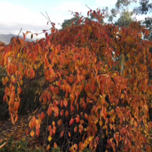 Prunus x subhirtella 'Pendula Rosea' (Higan Cherry) autumn colours.