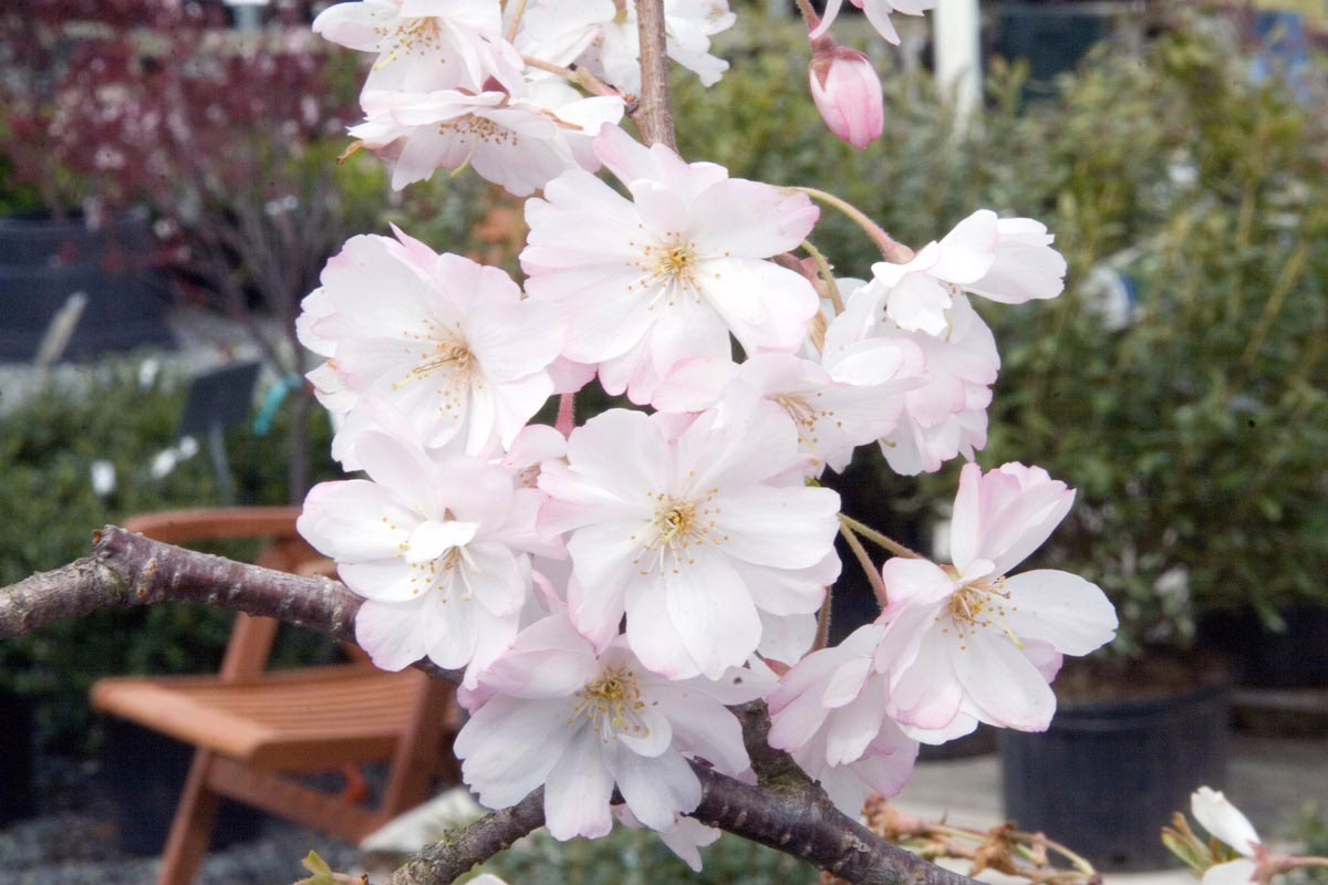 Prunus x subhirtella 'Southern Gem' (Higan Cherry) cluster of flowers.