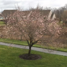 Prunus x subhirtella 'Southern Gem' (Higan Cherry) flowering near a path.