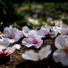Prunus x yedoensis 'Mountain Haze' (Yoshino Cherry) flowers on ground.