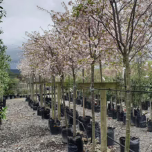 Prunus x yedoensis 'Mountain Haze' (Yoshino Cherry) at Leafland.