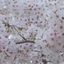 Prunus x yedoensis 'Mountain Haze' (Yoshino Cherry) masses of flowers on branches.