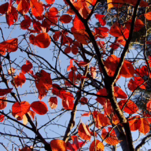 Prunus x yedoensis 'Mountain Haze' (Yoshino Cherry) autumn branches.