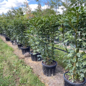 Pseudopanax lessonii 'Adiantifolius'