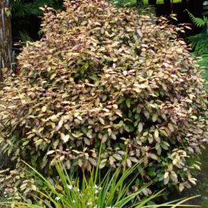 Pseudowintera colorata (Horopito) bush.