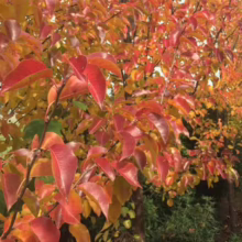 Pyrus calleryana 'Aristocrat' (Callery Pear) Autumn Foliage