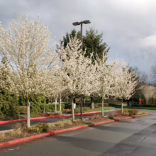 Pyrus calleryana 'Aristocrat' (Callery Pear)