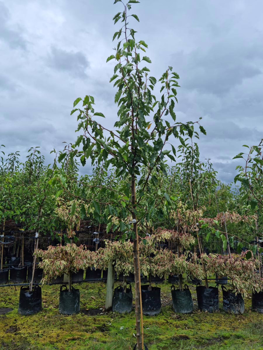 Pyrus calleryana 'Aristocrat' 9 Pyrus calleryana 'Aristocrat' (Callery Pear)