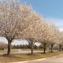 Pyrus calleryana 'Aristocrat' (Callery Pear)