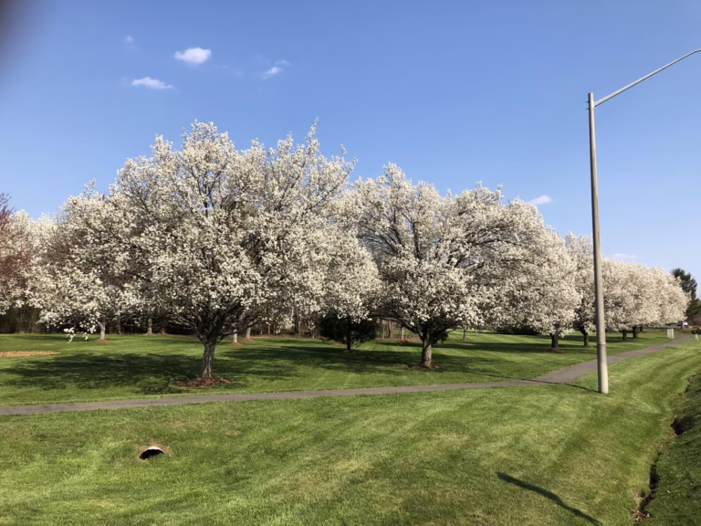 Pyrus calleryana 'Kea' (Callery Pear) flowering in park.