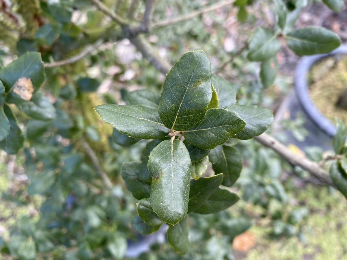 Close-up of vibrant green leaves on an oak tree branch, showcasing the plant's natural beauty. The leaves are healthy and full, hinting at the tree's vitality.