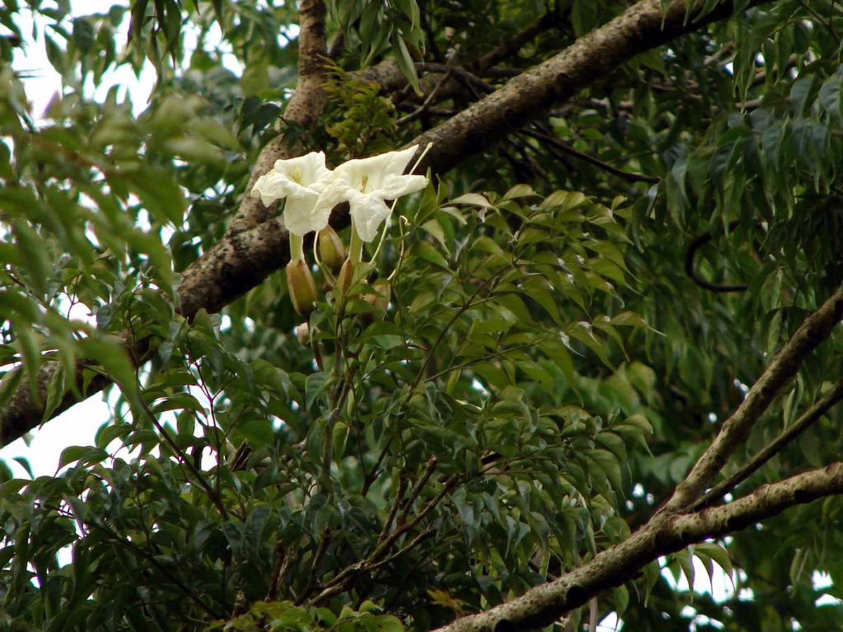 Close-up of fragrant white trumpet flowers blooming amidst lush green foliage on a tree branch. The blossoms are contrasted against the dark, textured bark of the branches, creating a serene natural scene.