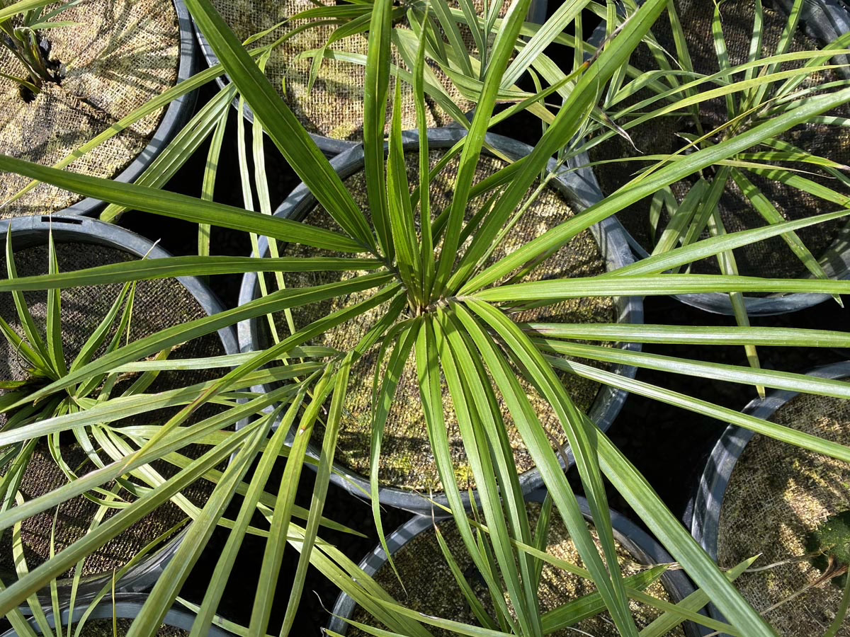 Rhopalostylis sapida (Nīkau)