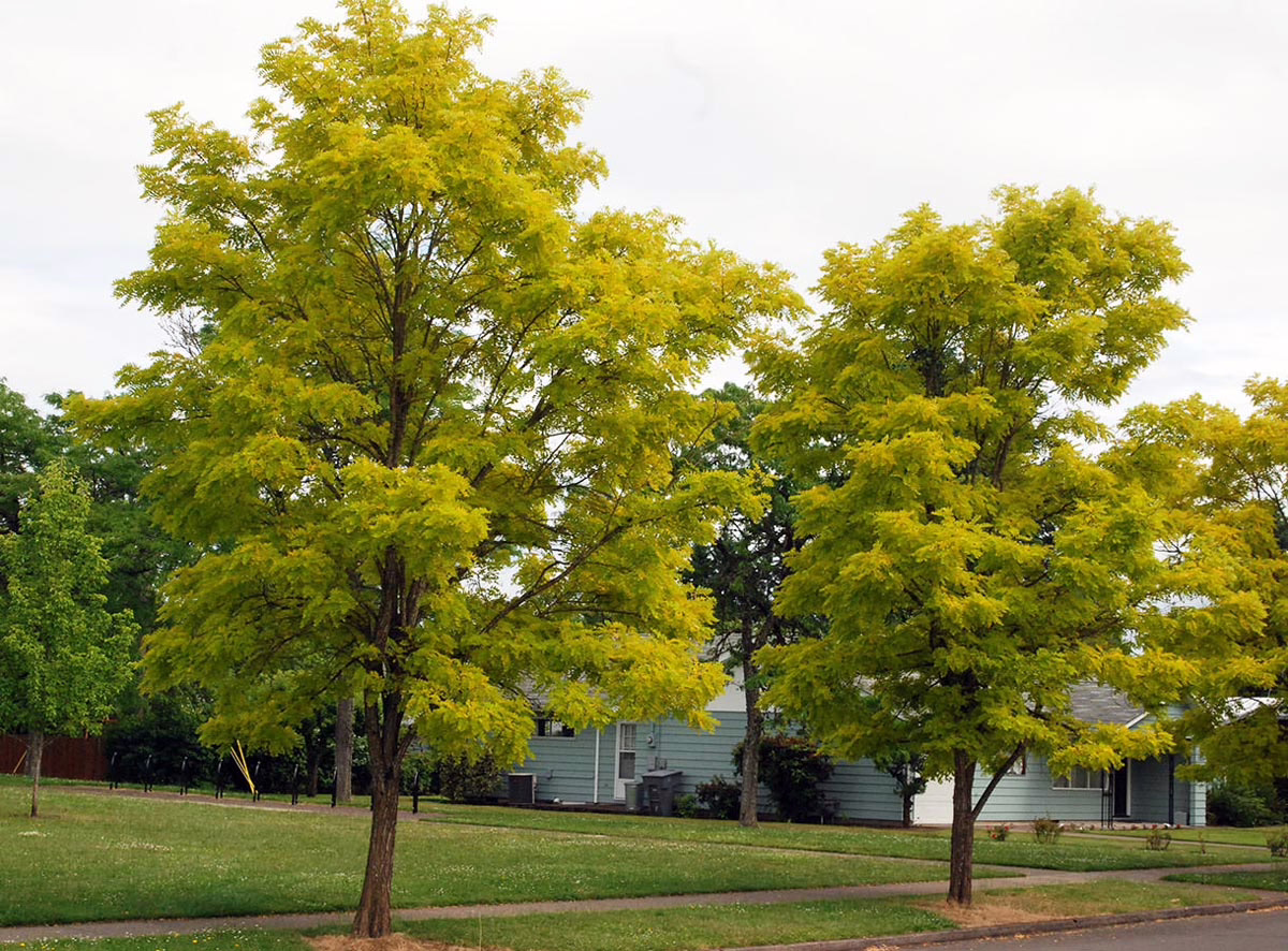 Two golden honey locust trees stand tall on a suburban lawn in front of a light blue house. The trees' vibrant yellow-green foliage contrasts with the green grass and creates a bright, welcoming scene.