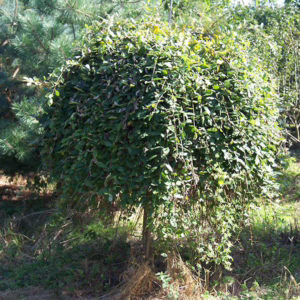 Salix caprea 'Pendula'