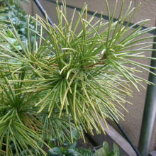 Close-up of a Japanese White Pine branch with its unique, delicate needles radiating outwards. The needles are a vibrant green with subtle yellow tips, creating a striking visual texture.