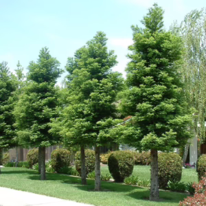 Sequoia sempervirens 'Korbel'