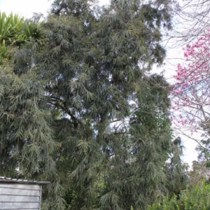 Sophora godleyi 'Goldie’s Mantle' (Rangitīkei Kowhai) large tree.