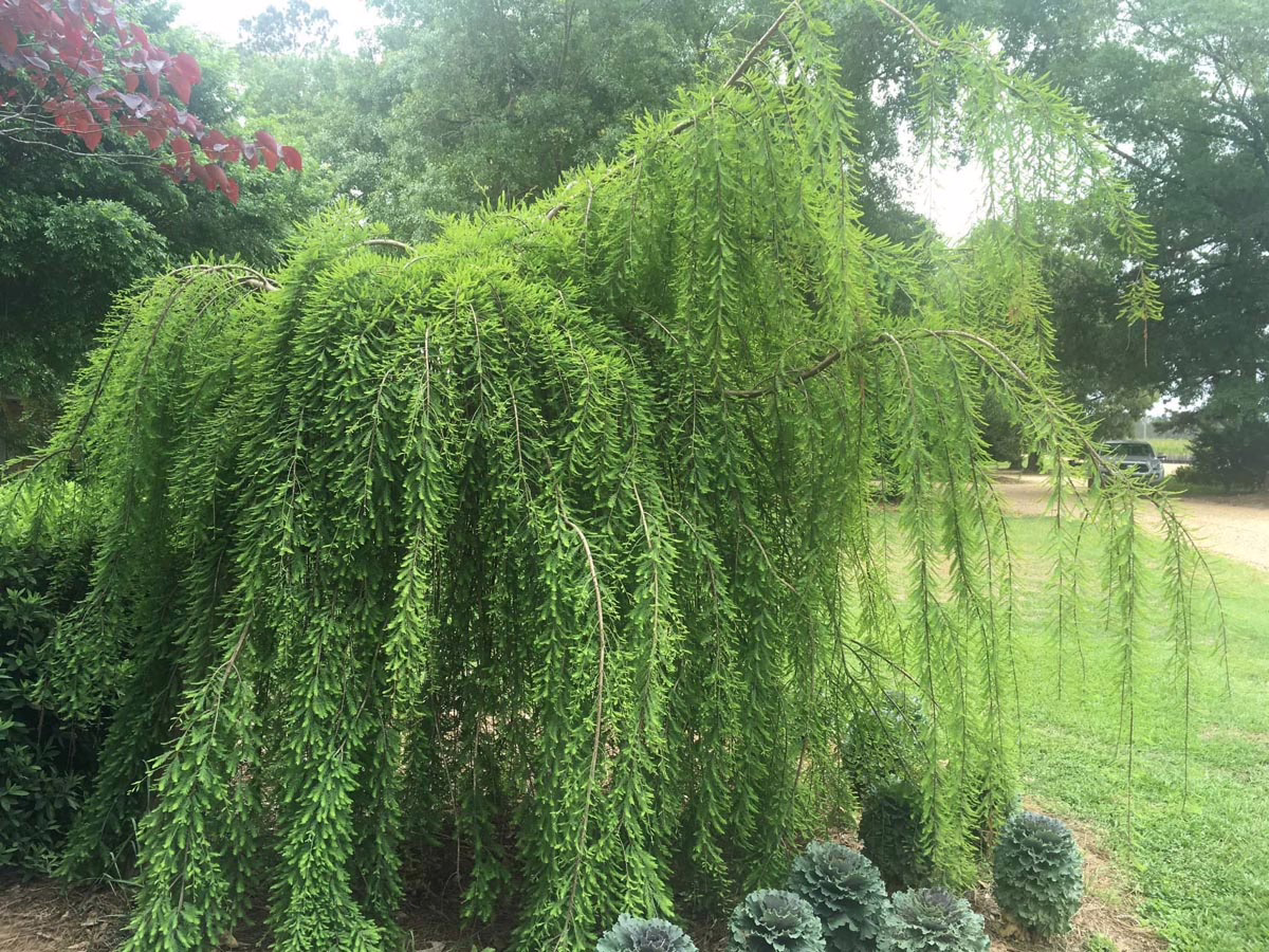 Weeping Bald Cypress tree with bright green foliage cascading down, creating a lush, natural canopy. Ornamental kale plants sit at the base in a green lawn setting.