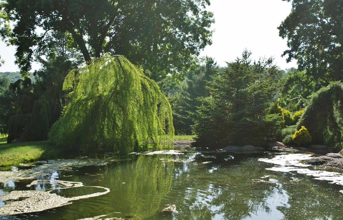Scenic view of a tranquil pond reflecting lush green trees, including a weeping willow. Sunlight filters through the foliage, creating a serene landscape.
