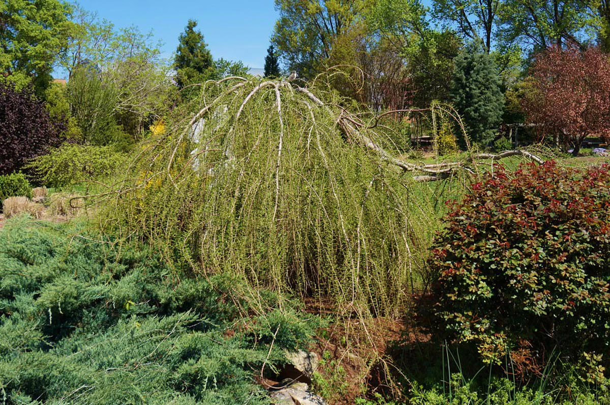 A weeping larch tree with cascading branches of fresh green needles dominates a vibrant garden scene. Lush juniper ground cover and a red-leaved shrub provide a colorful contrast, set against a backdrop of various trees under a clear blue sky.